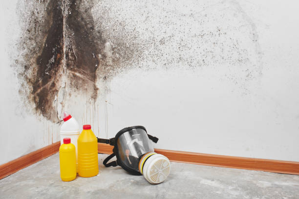 Best Attic Mold Removal  in Oak Grove Heights, AR