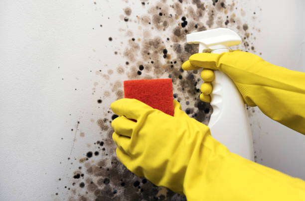 Best Black Mold Removal  in Oak Grove Heights, AR