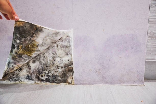 Mold Removal and Inspection in Oak Grove Heights, AR